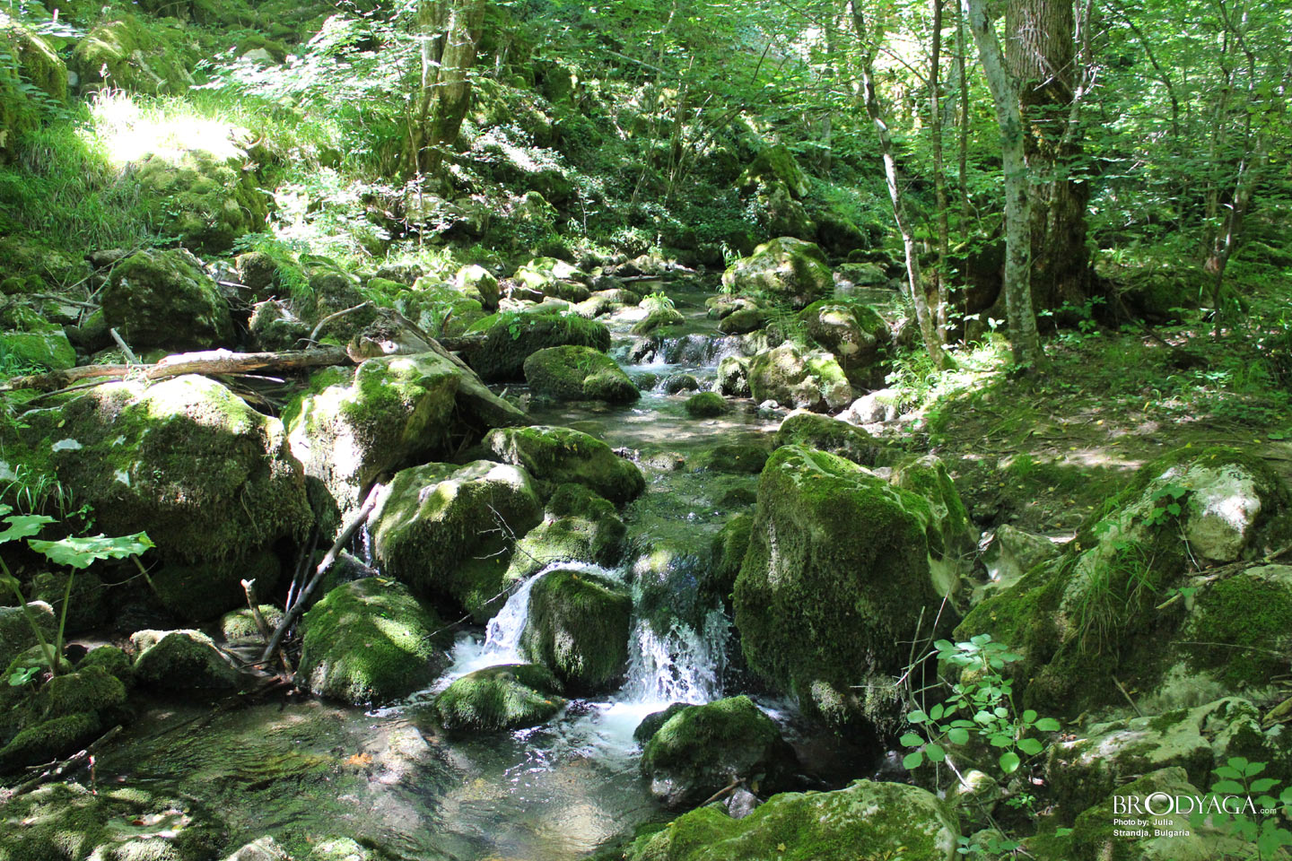 Strandja